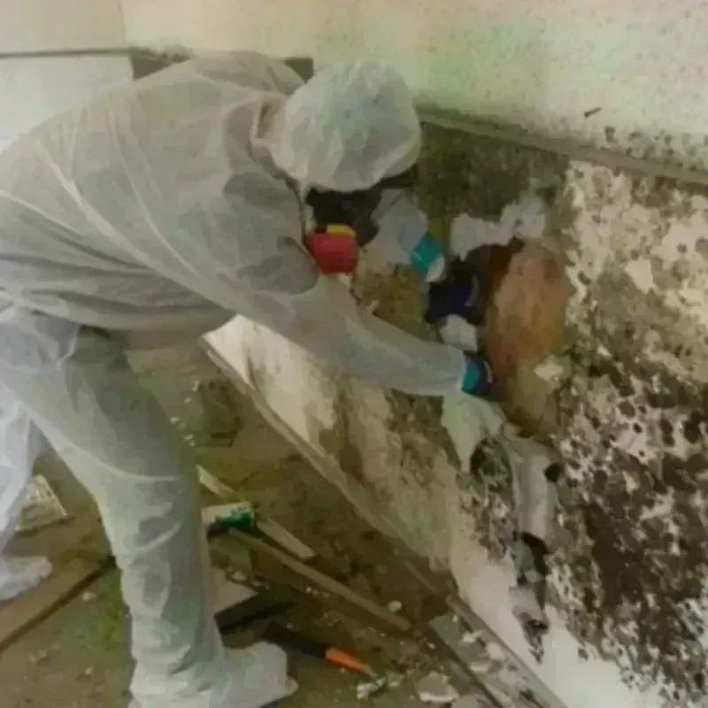 Mold Remediation and Removal in Henderson, NV